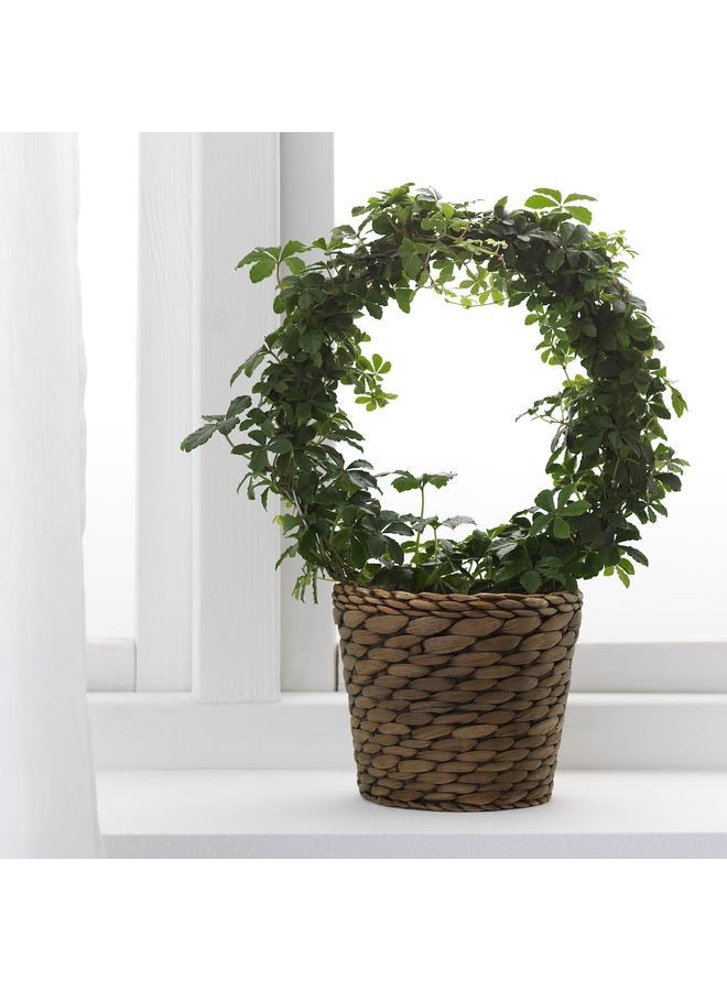 Zaboon Plant pot, water hyacinth/grey, 12 cm - Image 3