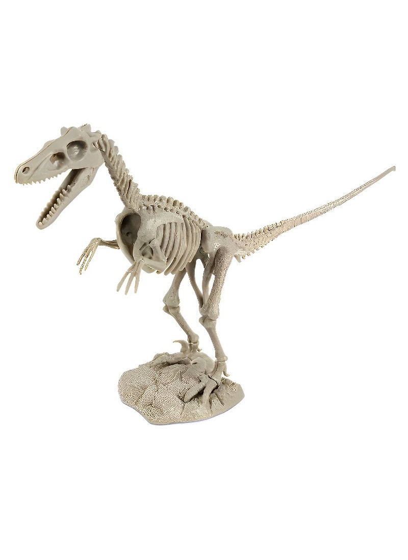 Dr. Steve Hunters - Skeleton Set 3D Fossil (Velociraptor Skeleton Model) High-Quality Educational Realistic and Science Kits Excavation Toys for Kids Museum Quality Replica Fun and Amazing Gift - Image 1