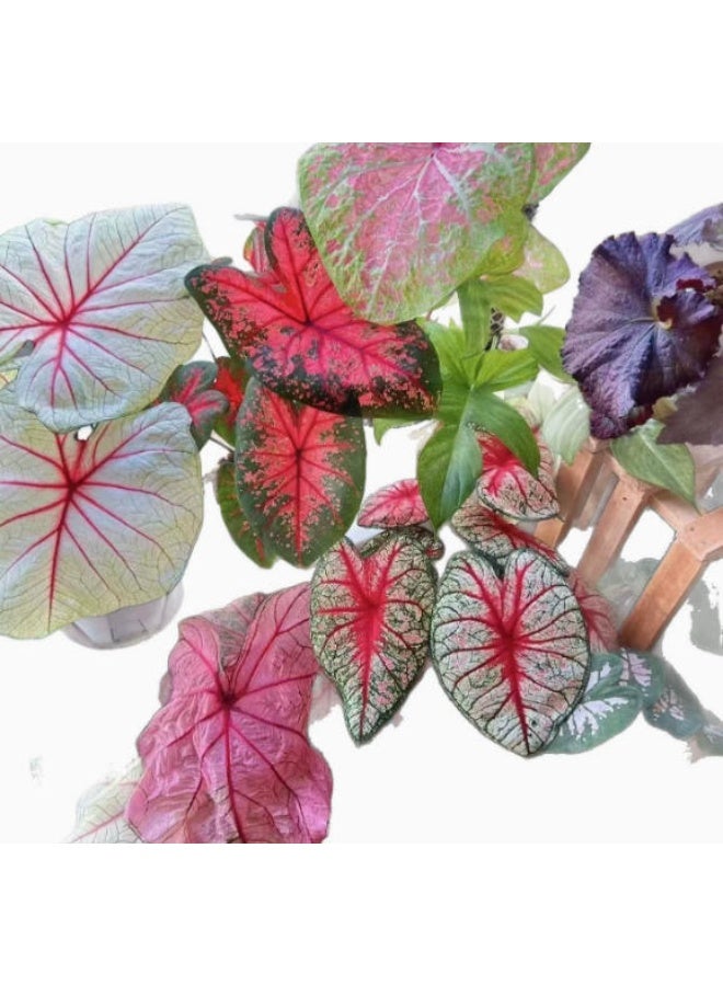 OASIS-TH Caladium Seeds Mixed Colors for Home Garden Planting - Image 5