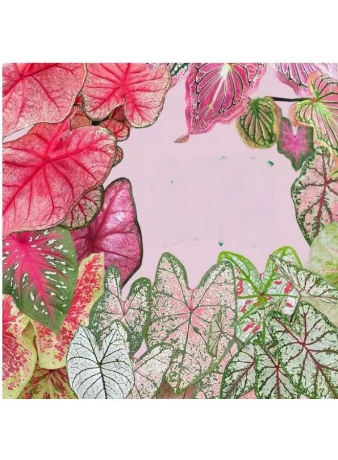 OASIS-TH Caladium Seeds Mixed Colors for Home Garden Planting - Image 1