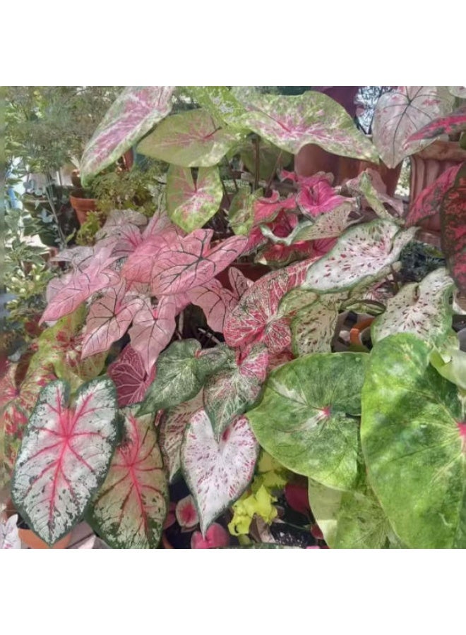 OASIS-TH Caladium Seeds Mixed Colors for Home Garden Planting - Image 2
