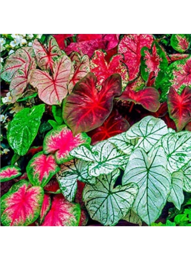 OASIS-TH Caladium Seeds Mixed Colors for Home Garden Planting - Image 4