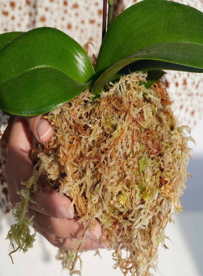 Kapecute Sphagnum Moss 34QT Perfect for Plant Propagation, Great Orchid Potting Mix, Help with Maintain Humidity, 10oz - Image 2