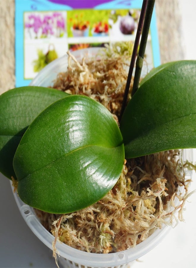 Kapecute Sphagnum Moss 34QT Perfect for Plant Propagation, Great Orchid Potting Mix, Help with Maintain Humidity, 10oz - Image 3