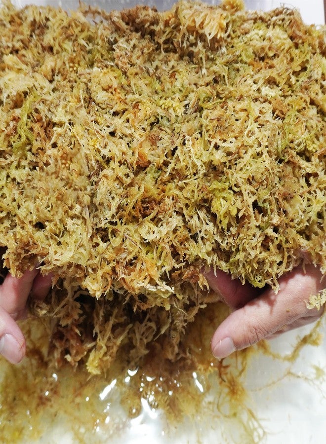 Kapecute Sphagnum Moss 34QT Perfect for Plant Propagation, Great Orchid Potting Mix, Help with Maintain Humidity, 10oz - Image 5