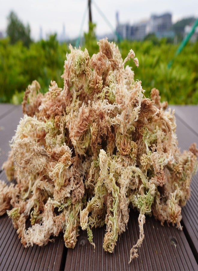 Kapecute Sphagnum Moss 34QT Perfect for Plant Propagation, Great Orchid Potting Mix, Help with Maintain Humidity, 10oz - Image 4