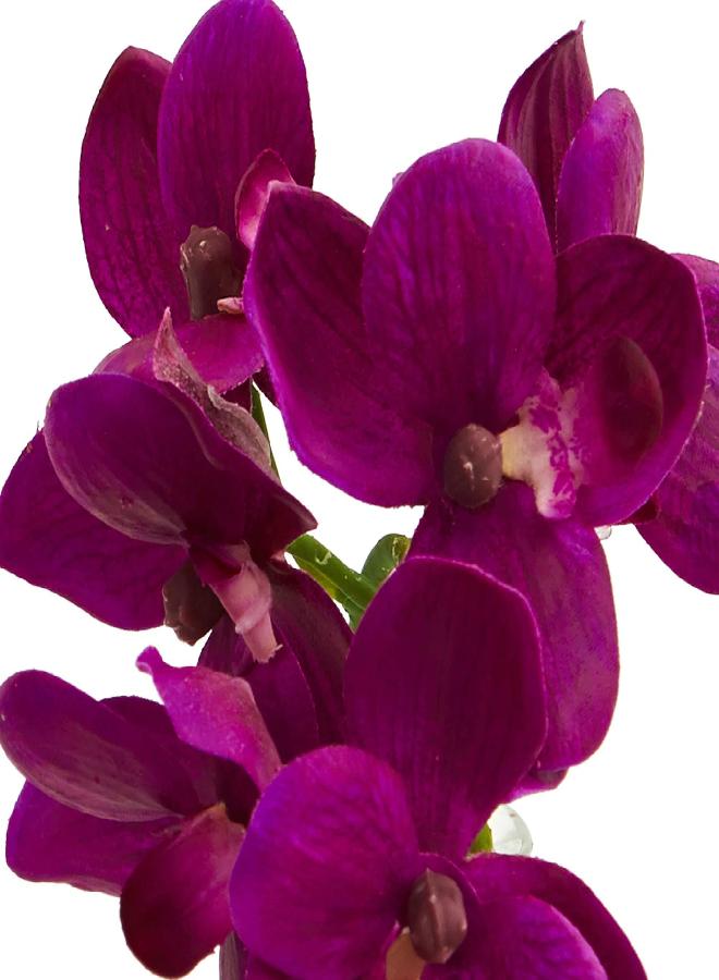 Nearly Natural Nearly Natural 4208-S3 9" Phalaenopsis Orchid Artificial Arrangement in Vase (Set of 3) 9" Phalaenopsis Orchid Arrangement in Vase, Multi/Color  - Image 1