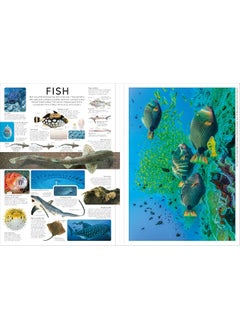 Eyewitness Encyclopedia Poster Book: More Than 30 Reversible Tear-Out Posters  - Image 2