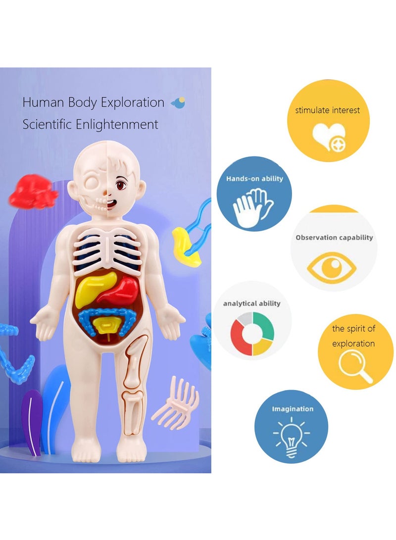 Excefore Human Body Model for Kids, 13Pcs Removable Human Torso Anatomy Model, Body Parts for Toddlers, Preschool Learning Toys, Age 4+, Medical Student Learning, School Education Display  - Image 4