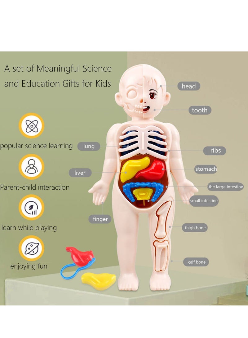 Excefore Human Body Model for Kids, 13Pcs Removable Human Torso Anatomy Model, Body Parts for Toddlers, Preschool Learning Toys, Age 4+, Medical Student Learning, School Education Display  - Image 2
