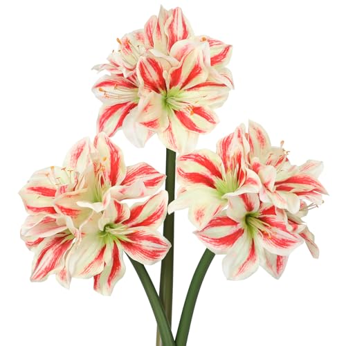 Briful 3PCS Amaryllis Artificial Flowers 173 Inch Faux Amaryllis Flowers Stems with 4 Heads Silk Floral Bouquet for Home Room Table Centerpiece Wedding Party ArrangementsRedWhite - Image 1