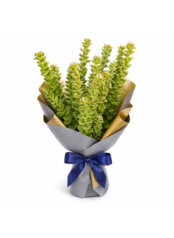 Paranomus, Round leaves - 10 Stems, South Africa
