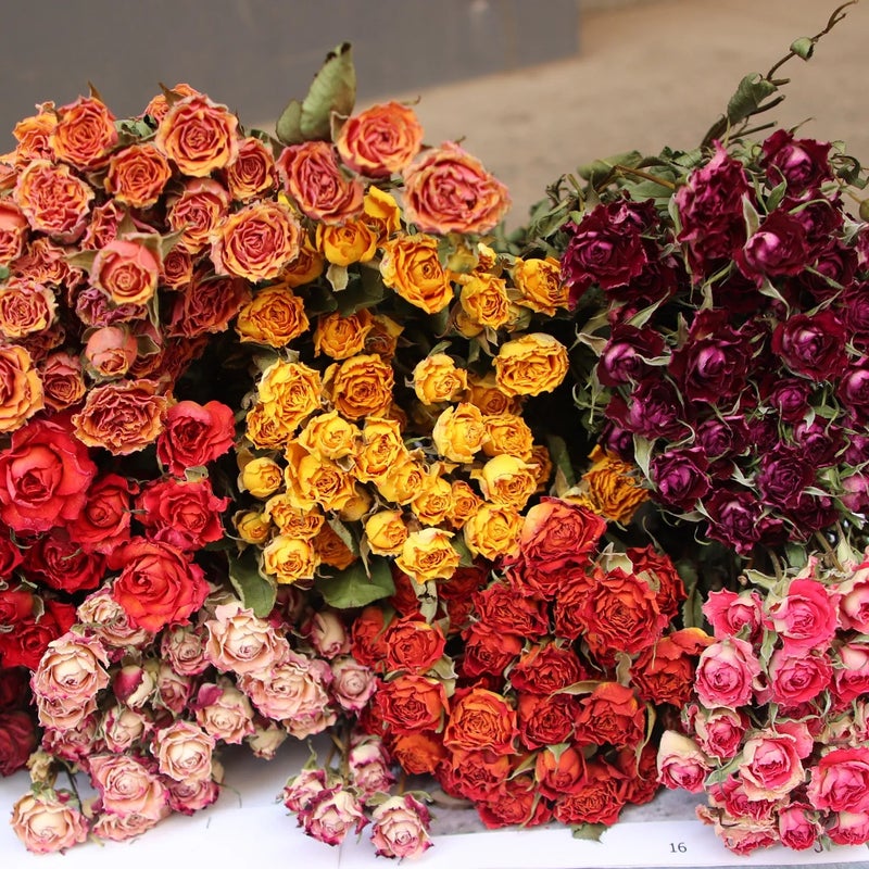 Bluejw Home Wedding Decoration with Real Dried Flowers – Multi-Color Dried Rose Bunch for Everyday Use, Natural Dried Plants Arrangement - Image 3