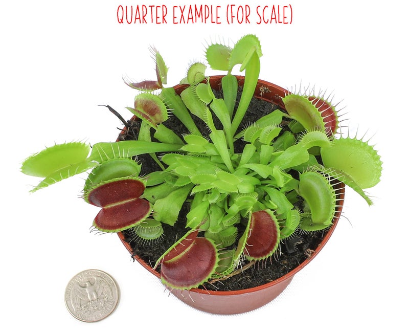 Plants for Pets Non-Toxic Live Venus Fly Trap, Pet Safe Plant for Cats & Dogs, Dionaea Muscipula, Carnivorous Plants for Terrariums, Real Houseplants, Fun for Kids, 3 in. Pot - Image 2
