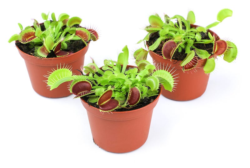Plants for Pets Non-Toxic Live Venus Fly Trap, Pet Safe Plant for Cats & Dogs, Dionaea Muscipula, Carnivorous Plants for Terrariums, Real Houseplants, Fun for Kids, 3 in. Pot - Image 5