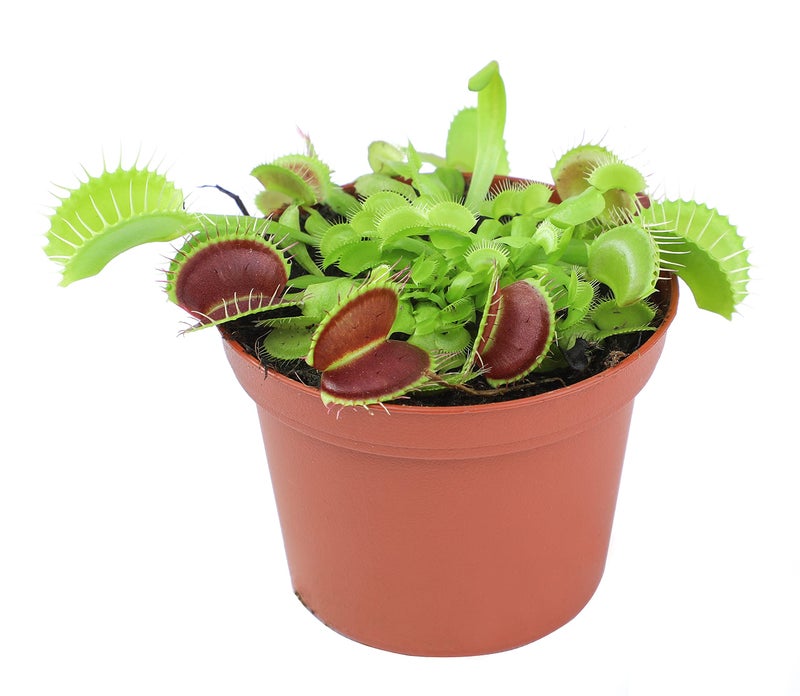 Plants for Pets Non-Toxic Live Venus Fly Trap, Pet Safe Plant for Cats & Dogs, Dionaea Muscipula, Carnivorous Plants for Terrariums, Real Houseplants, Fun for Kids, 3 in. Pot - Image 1