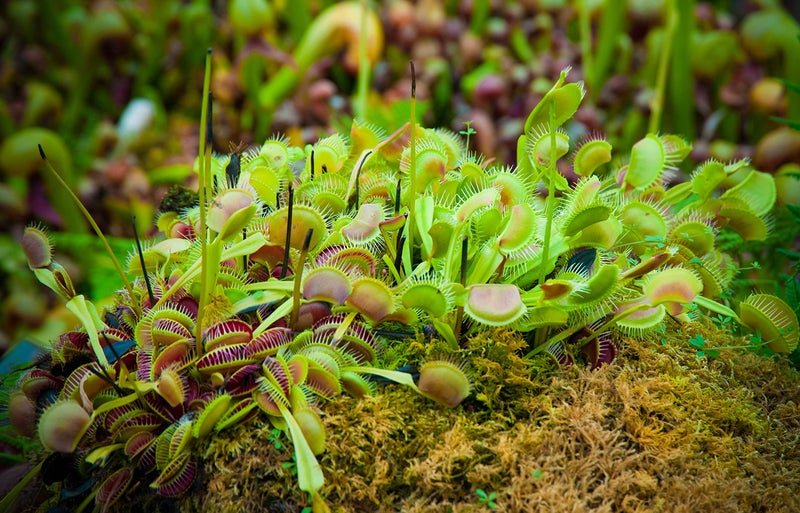 Plants for Pets Non-Toxic Live Venus Fly Trap, Pet Safe Plant for Cats & Dogs, Dionaea Muscipula, Carnivorous Plants for Terrariums, Real Houseplants, Fun for Kids, 3 in. Pot - Image 4