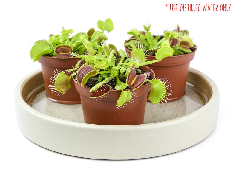 Plants for Pets Non-Toxic Live Venus Fly Trap, Pet Safe Plant for Cats & Dogs, Dionaea Muscipula, Carnivorous Plants for Terrariums, Real Houseplants, Fun for Kids, 3 in. Pot - Image 3