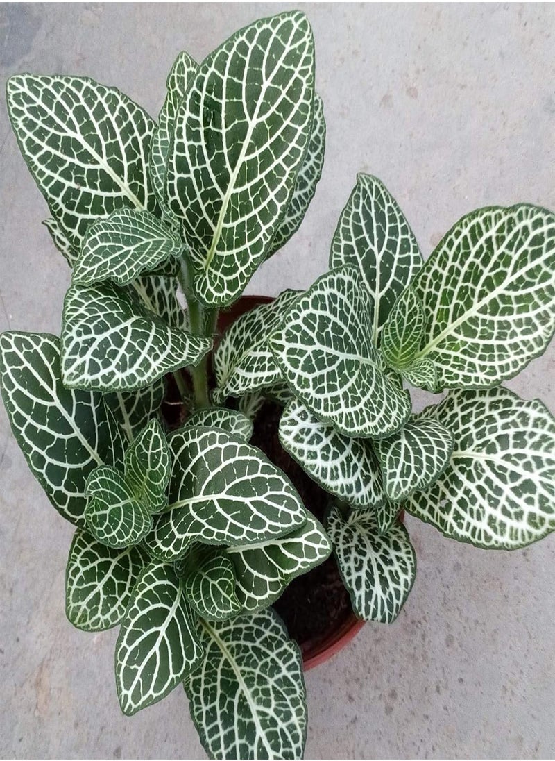 GGOOT - 100pcs Fittonia Seeds Viable High Germination Rate Home Decor Indoor Sowing Planting Seedslings for Garden - Flower Seeds Vegetable Seeds Fruit Seeds Garden Plant Seeds - Image 1