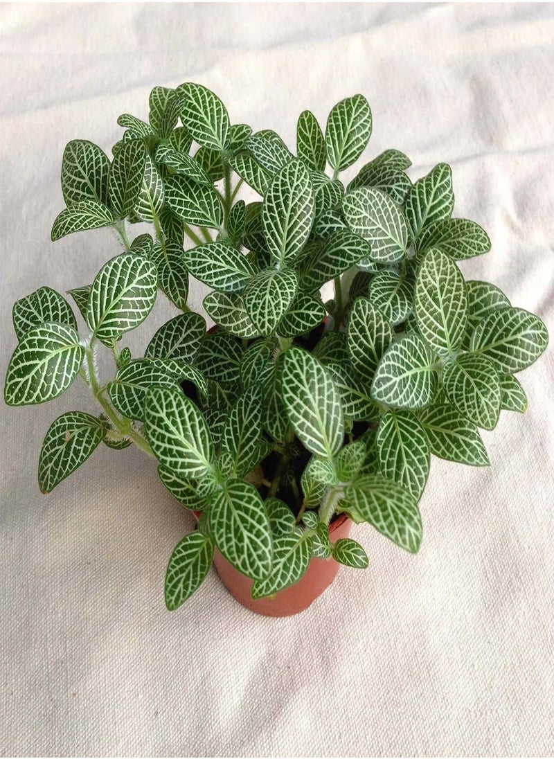 GGOOT - 100pcs Fittonia Seeds Viable High Germination Rate Home Decor Indoor Sowing Planting Seedslings for Garden - Flower Seeds Vegetable Seeds Fruit Seeds Garden Plant Seeds - Image 1