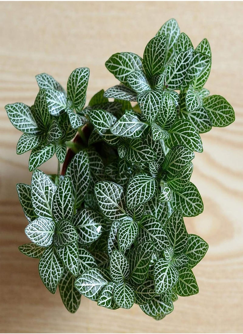 GGOOT - 100pcs Fittonia Seeds Viable High Germination Rate Home Decor Indoor Sowing Planting Seedslings for Garden - Flower Seeds Vegetable Seeds Fruit Seeds Garden Plant Seeds - Image 1