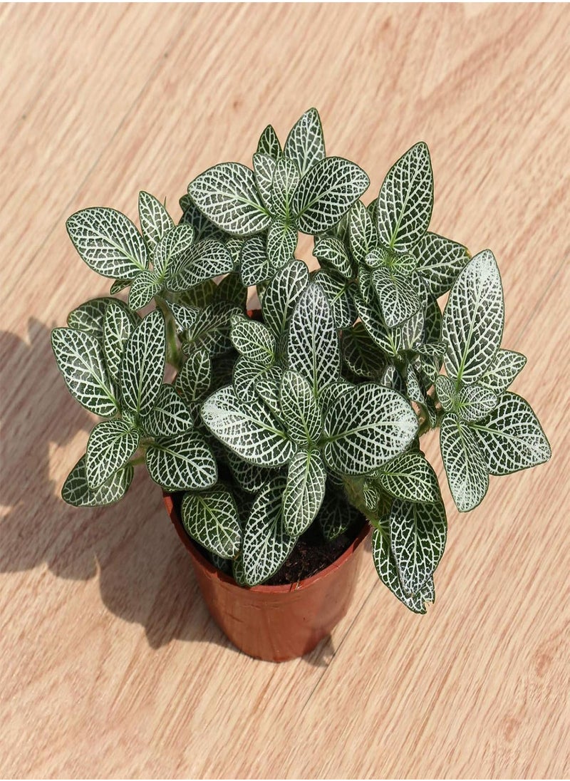 GGOOT - 100pcs Fittonia Seeds Viable High Germination Rate Home Decor Indoor Sowing Planting Seedslings for Garden - Flower Seeds Vegetable Seeds Fruit Seeds Garden Plant Seeds - Image 1