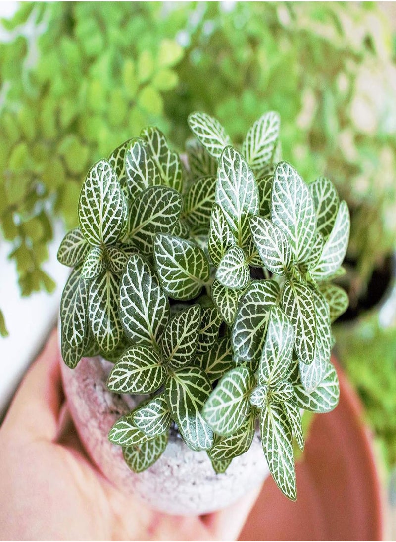 GGOOT - 100pcs Fittonia Seeds Viable High Germination Rate Home Decor Indoor Sowing Planting Seedslings for Garden - Flower Seeds Vegetable Seeds Fruit Seeds Garden Plant Seeds - Image 1