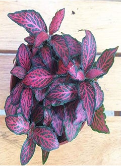 100pcs Fittonia Seeds Viable High Germination Rate Home Decor Indoor Sowing Planting Seedslings for Garden - Flower Seeds Vegetable Seeds Fruit Seeds Garden Plant Seeds