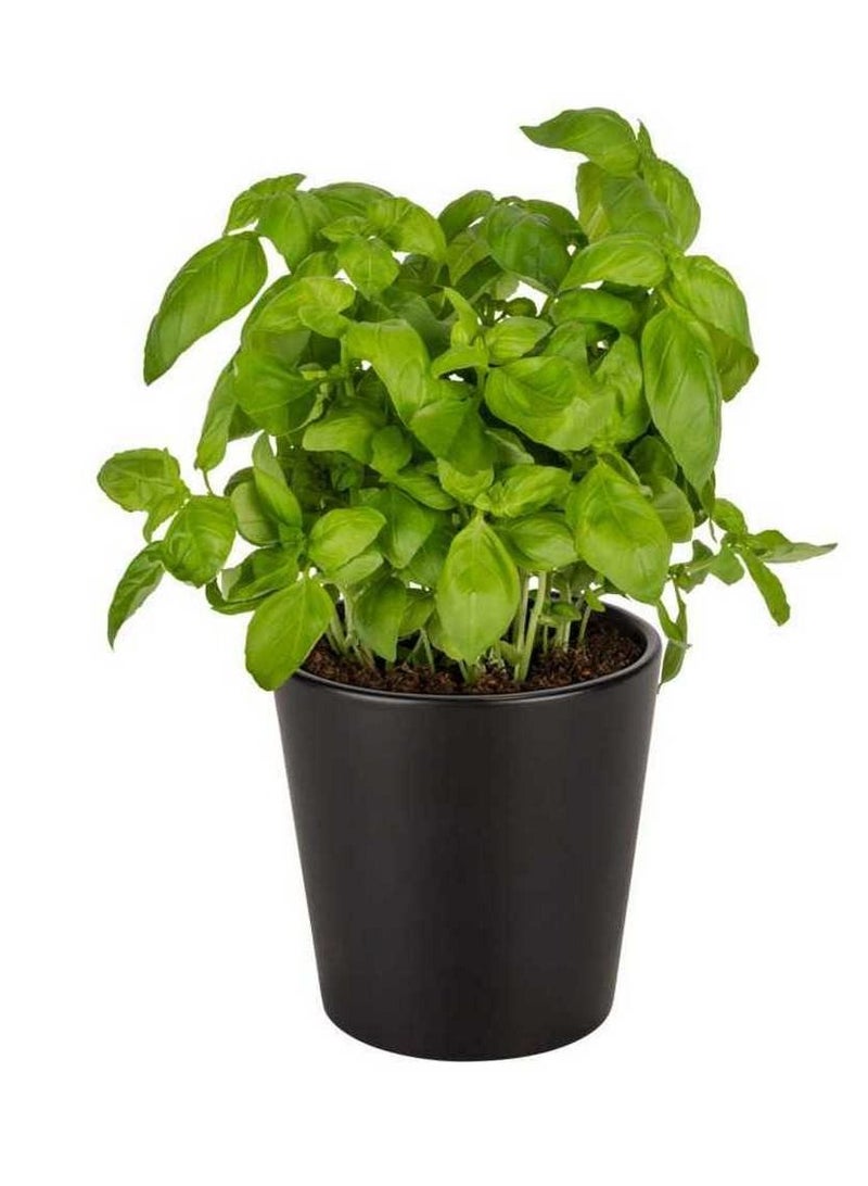 Wenko Kuro Ceramic Herb Pot 13 X 13 X 13 Cm - Image 2