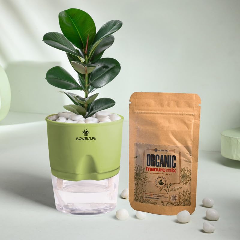 FlowerAura Air Purify Live Indoor Rubber Plant in Green Self Watering Pot with Manure for Living Room, Balcony, Home/Office Decor | Premium Gifting | Improving Air Quality | Reducing Stress - Image 1