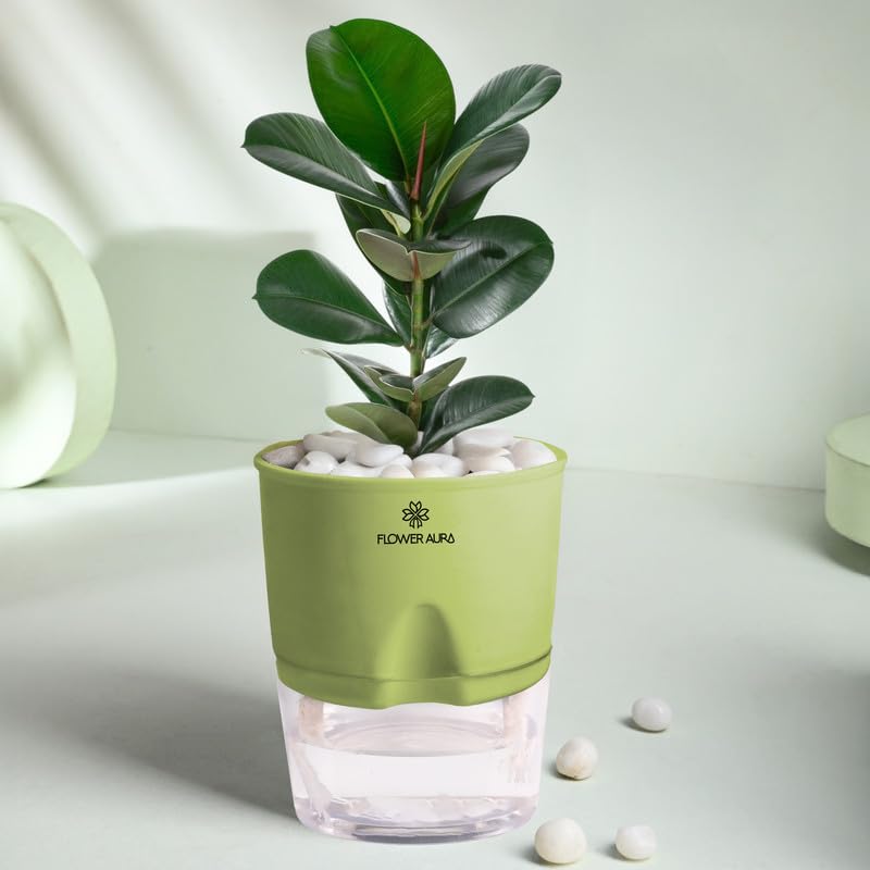 FlowerAura Air Purify Live Indoor Rubber Plant in Green Self Watering Pot with Manure for Living Room, Balcony, Home/Office Decor | Premium Gifting | Improving Air Quality | Reducing Stress - Image 2