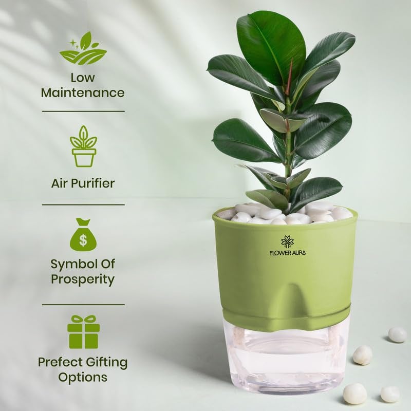 FlowerAura Air Purify Live Indoor Rubber Plant in Green Self Watering Pot with Manure for Living Room, Balcony, Home/Office Decor | Premium Gifting | Improving Air Quality | Reducing Stress - Image 3