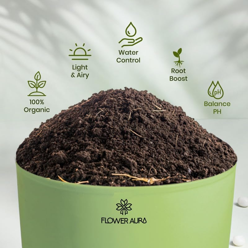 FlowerAura Air Purify Live Indoor Rubber Plant in Green Self Watering Pot with Manure for Living Room, Balcony, Home/Office Decor | Premium Gifting | Improving Air Quality | Reducing Stress - Image 4