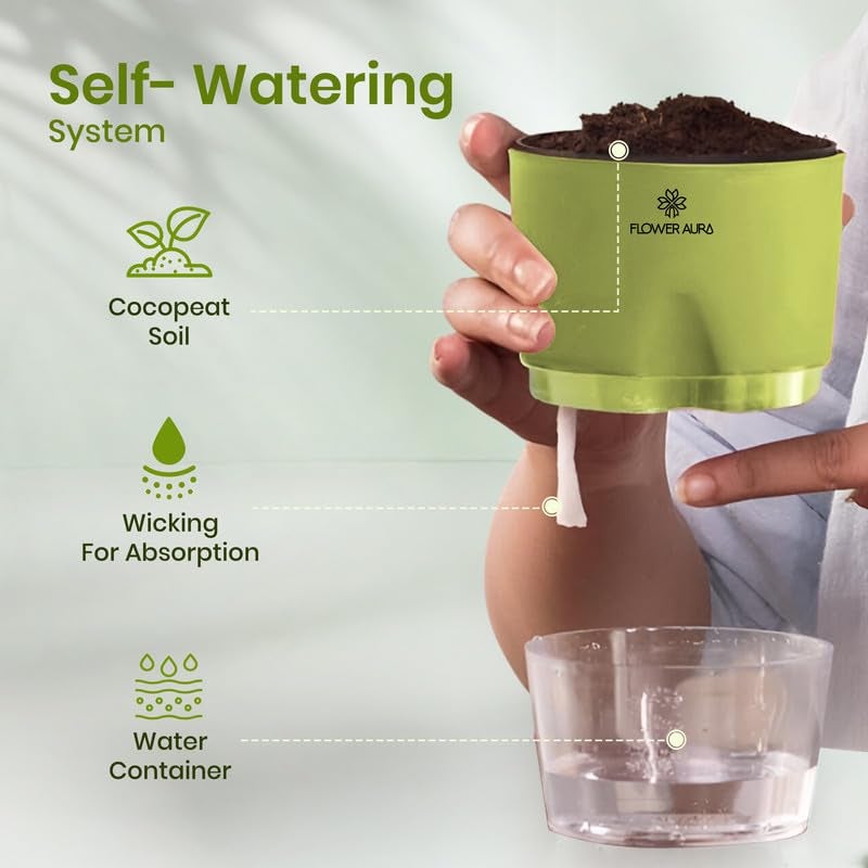 FlowerAura Air Purify Live Indoor Rubber Plant in Green Self Watering Pot with Manure for Living Room, Balcony, Home/Office Decor | Premium Gifting | Improving Air Quality | Reducing Stress - Image 5