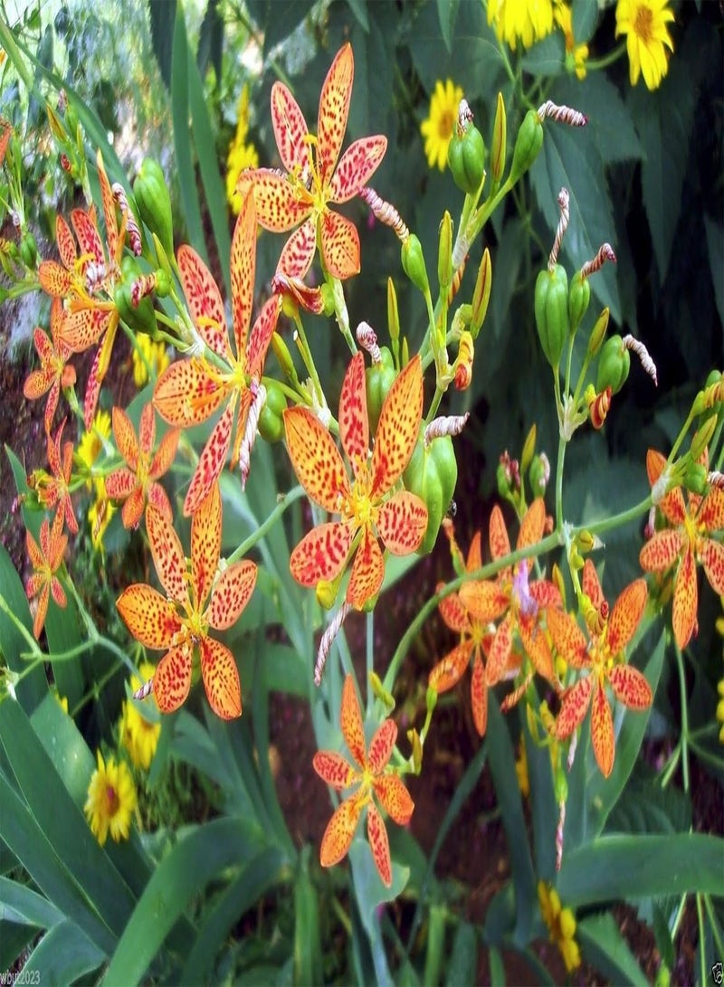 جي جوت زنبق التوت الأسود (Belamcanda Chinensis Freckle Face) 30 بذور زهرة - Image 1