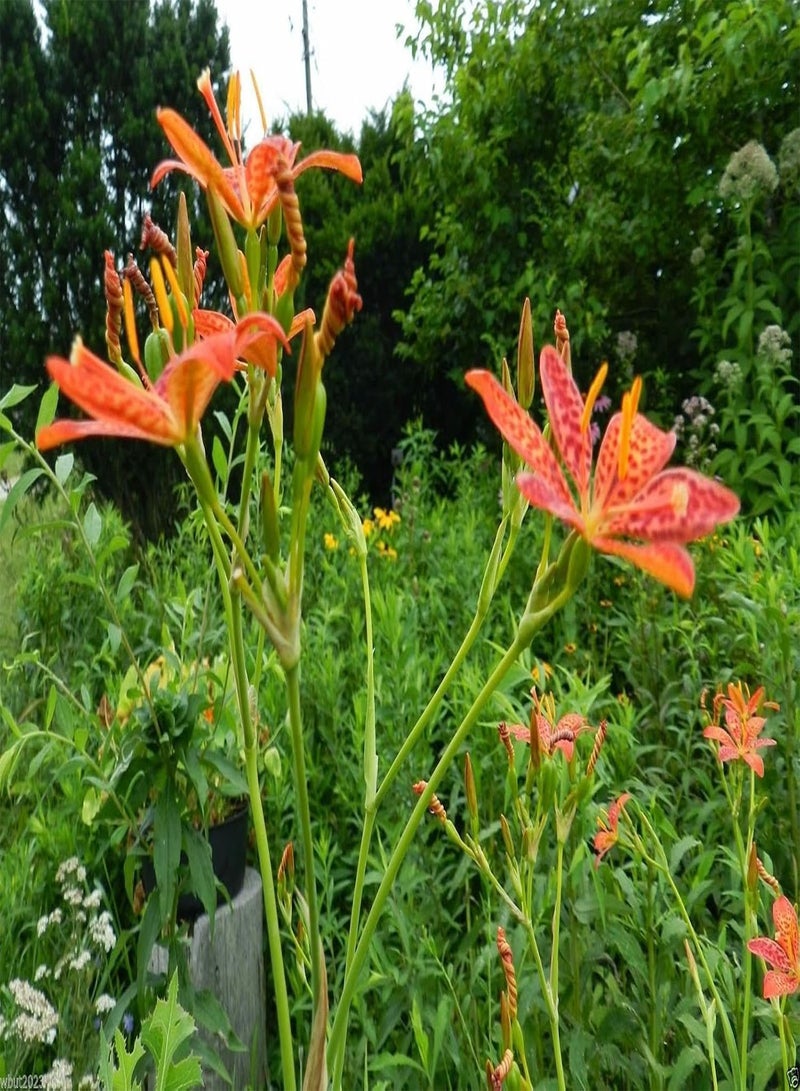 جي جوت زنبق التوت الأسود (Belamcanda Chinensis Freckle Face) 30 بذور زهرة - Image 4