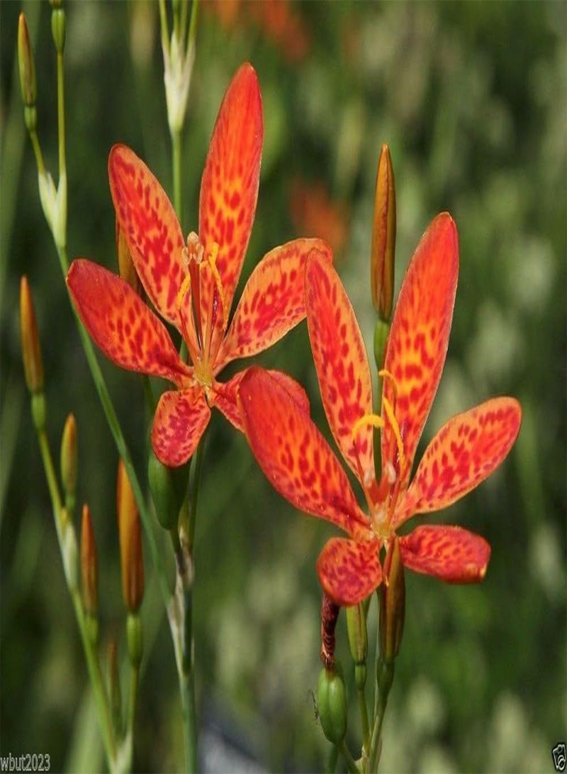 جي جوت زنبق التوت الأسود (Belamcanda Chinensis Freckle Face) 30 بذور زهرة - Image 3