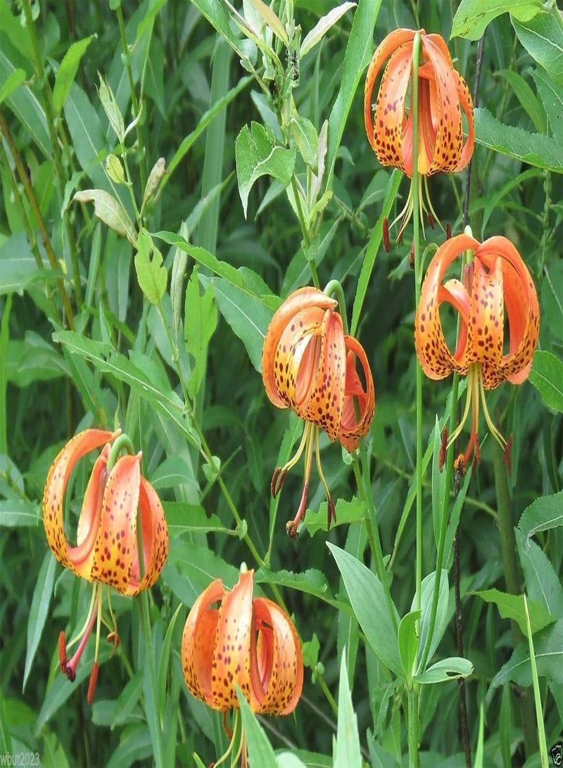 جي جوت زنبق التوت الأسود (Belamcanda Chinensis Freckle Face) 30 بذور زهرة - Image 5