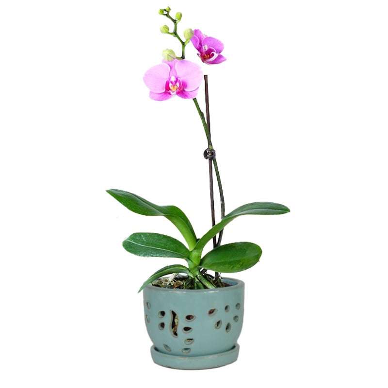 w w W&W Orchid Pot with Holes and Saucer for Repotting, Turquoise, 5.8" - Image 1