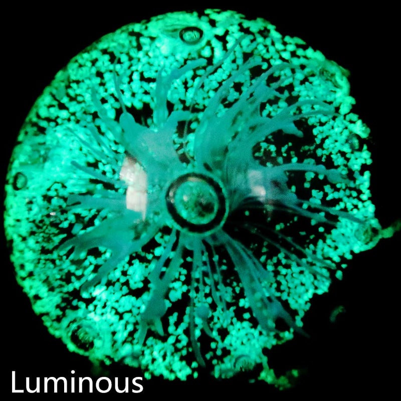 EUSTUMA Blue Hand Blown Glass Anemones Sculpture, 3.15x3.15x3.15 inches, 1.52 lbs, Paperweight, Fish Tank Ornament, Figurine Gift Box, Home Decoration - Image 4