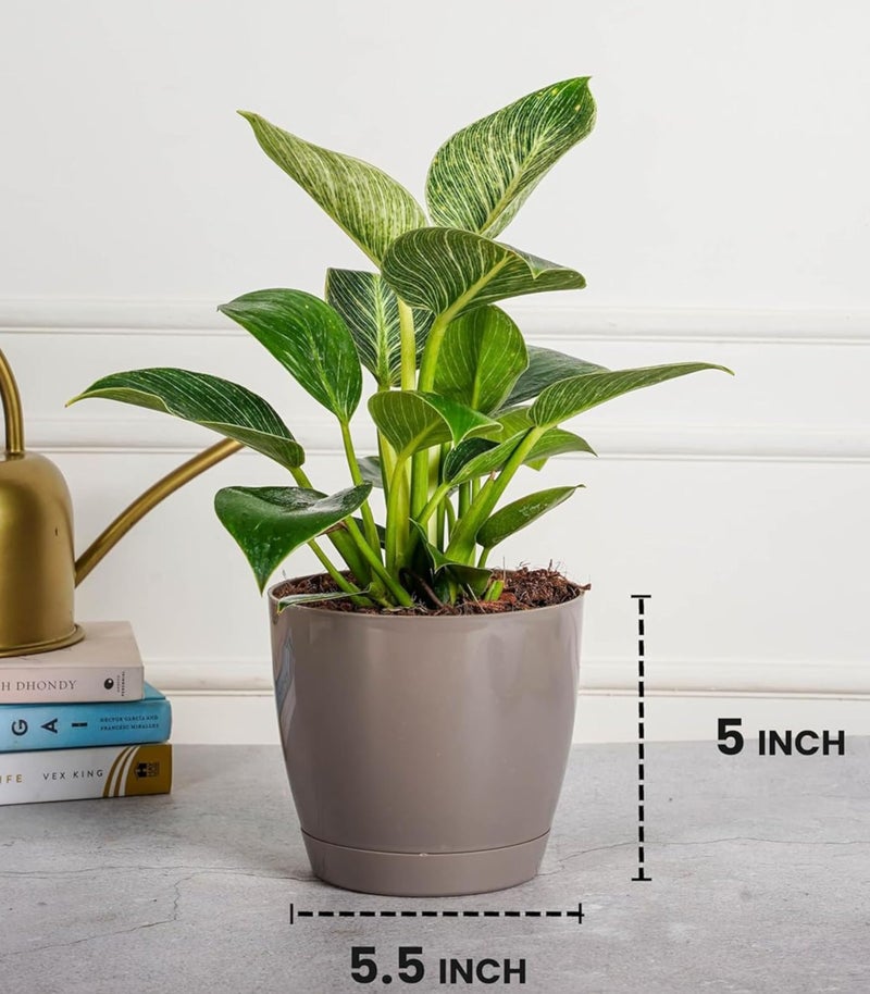 Nurturing Green® Combo of 3 Self Watering Flower Pots for Living Room & Home Decor | Plastic Plant Pots for Indoor, Balcony & Garden (Color: Mocha, Size: 14cm x 12.5cm Each) - Image 2
