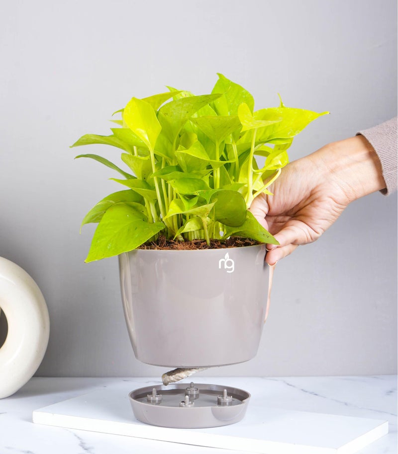 Nurturing Green® Combo of 3 Self Watering Flower Pots for Living Room & Home Decor | Plastic Plant Pots for Indoor, Balcony & Garden (Color: Mocha, Size: 14cm x 12.5cm Each) - Image 4
