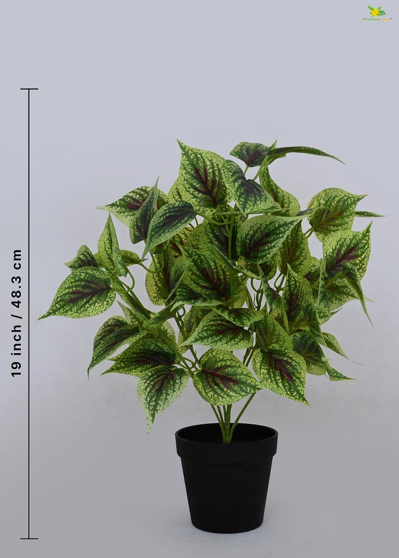 Blooming Floret Artificial Dragon Heart Coleus 48.3 cm Short Plant for Interior Decor/Home Decor/Office Decor/Gifting | with Basic Black Pot | Ornamental Plant | Natural Looking | Durable - Image 3