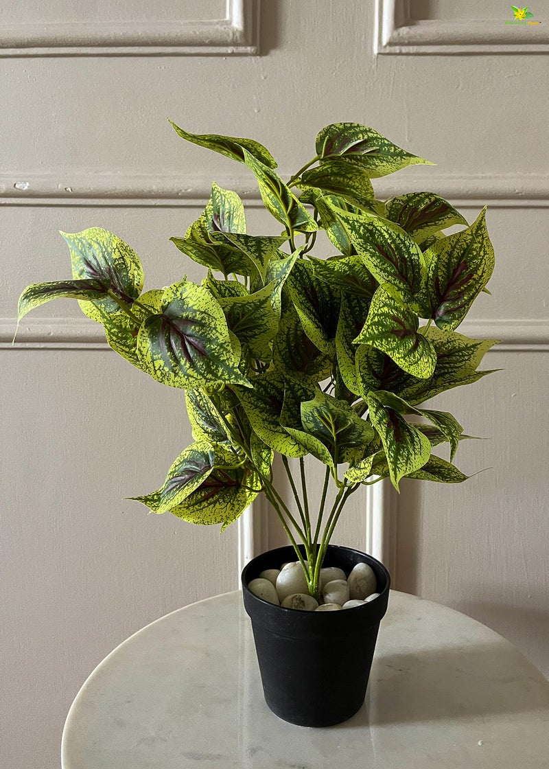 Blooming Floret Artificial Dragon Heart Coleus 48.3 cm Short Plant for Interior Decor/Home Decor/Office Decor/Gifting | with Basic Black Pot | Ornamental Plant | Natural Looking | Durable - Image 5