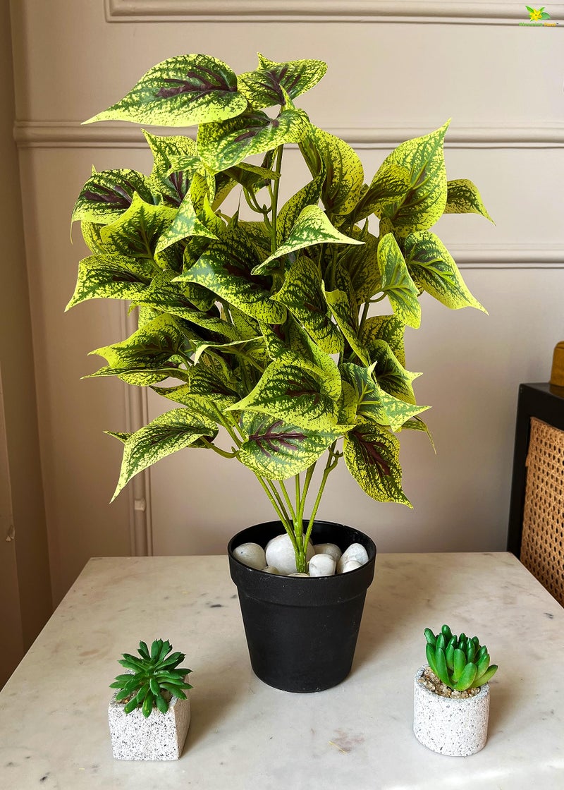 Blooming Floret Artificial Dragon Heart Coleus 48.3 cm Short Plant for Interior Decor/Home Decor/Office Decor/Gifting | with Basic Black Pot | Ornamental Plant | Natural Looking | Durable - Image 4