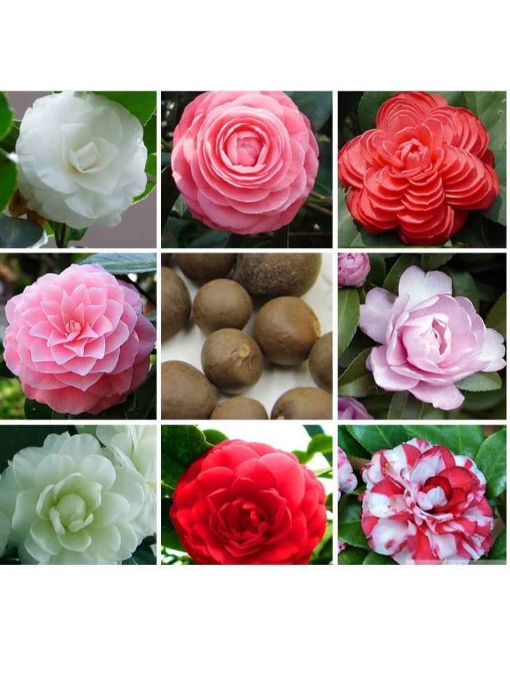 OASIS-TH 10pcs Mixed Color   Camellia Seeds Easy to Plant Four Seasons Plant Outdoor Edge Flower Varieties Rich in Colors Unique in Flower Shape DIY Garden Craft Art Decoration Small Difficulty - Image 1