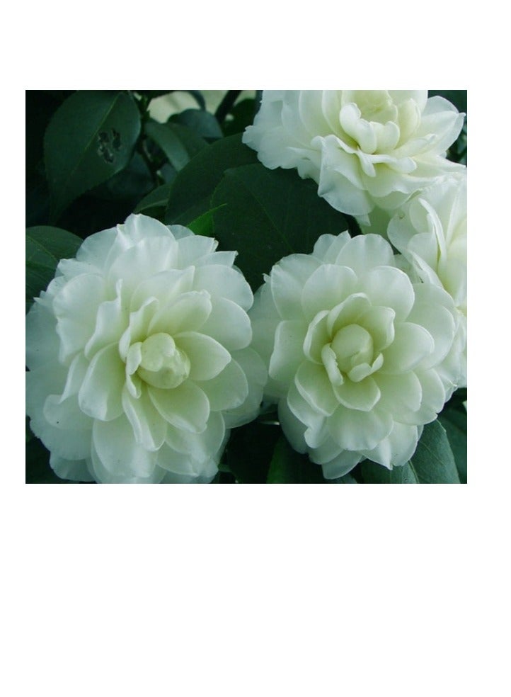 OASIS-TH 10pcs Mixed Color   Camellia Seeds Easy to Plant Four Seasons Plant Outdoor Edge Flower Varieties Rich in Colors Unique in Flower Shape DIY Garden Craft Art Decoration Small Difficulty - Image 3