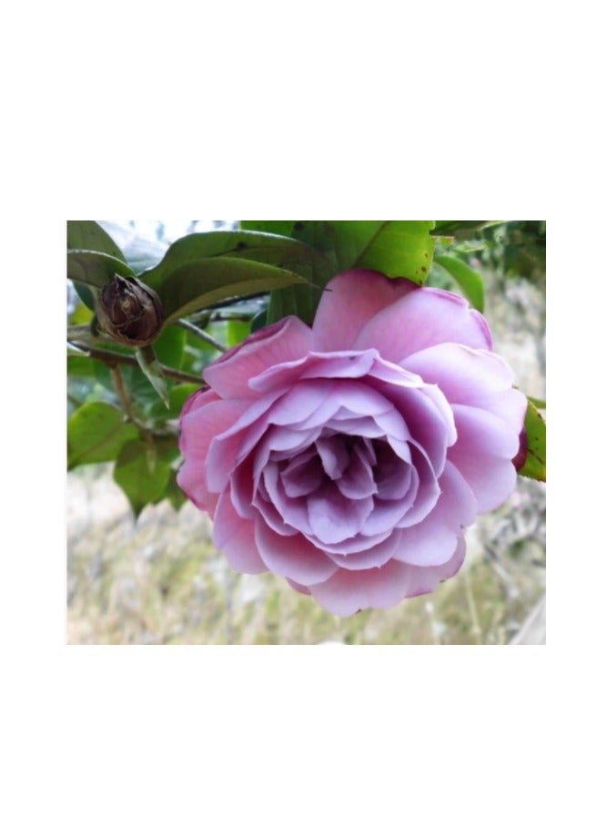 OASIS-TH 10pcs Mixed Color   Camellia Seeds Easy to Plant Four Seasons Plant Outdoor Edge Flower Varieties Rich in Colors Unique in Flower Shape DIY Garden Craft Art Decoration Small Difficulty - Image 5