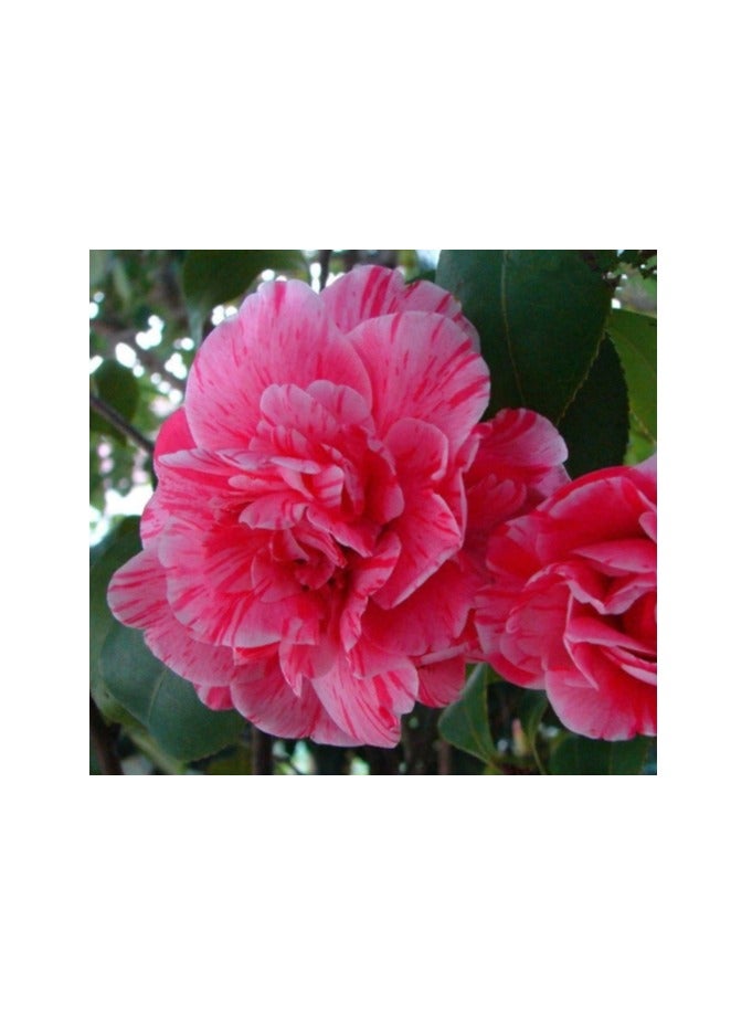 OASIS-TH 10pcs Mixed Color   Camellia Seeds Easy to Plant Four Seasons Plant Outdoor Edge Flower Varieties Rich in Colors Unique in Flower Shape DIY Garden Craft Art Decoration Small Difficulty - Image 4