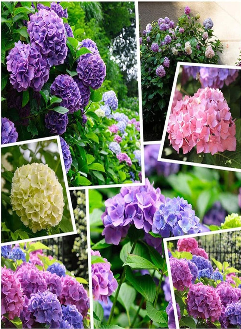 جي جوت 20 قطعة من بذور الكوبية المختلطة غنية بالألوان، فريدة في شكل الزهرة، أضف اللون إلى حديقتك، اصنع بيئة جميلة - Image 1